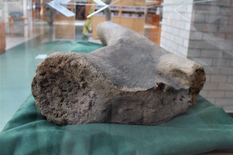 A kiállításon bemutatott mamutcsont.