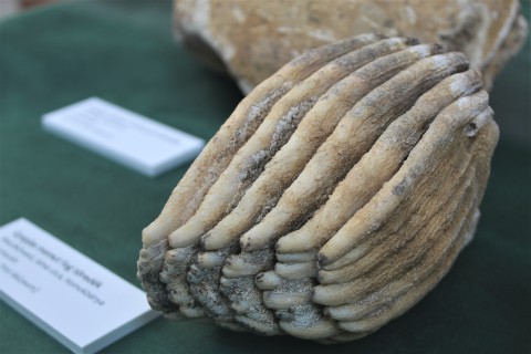 A kiállításon bemutatott mamutcsont.