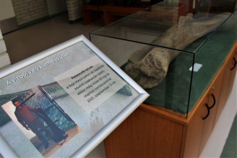 A kiállításon bemutatott mamutcsont.