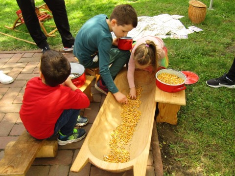 Kukorica válogatása a teknőben