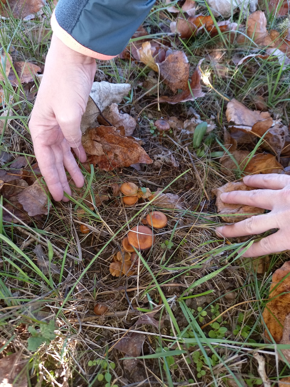 Többféle gombát is találtunk