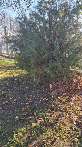 Süntanya a Tiszaszederkényi Művelődési Ház udvarán