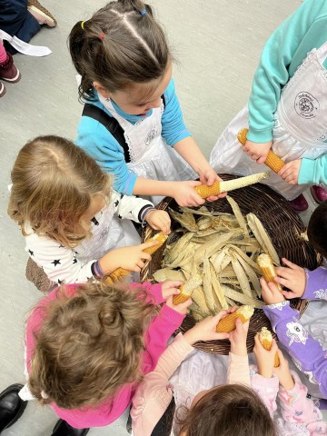 Kukoricát fosztó óvodások