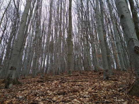 Képek a kéktúra szakaszairól