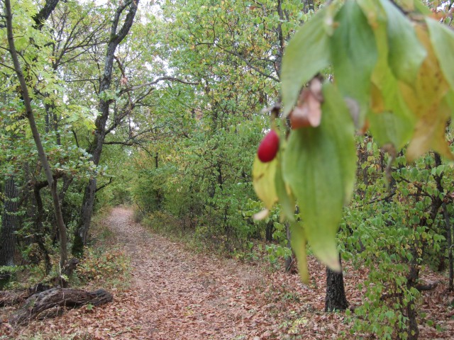 Bélapátfalva-Szarvaskő kéktúra szakasz