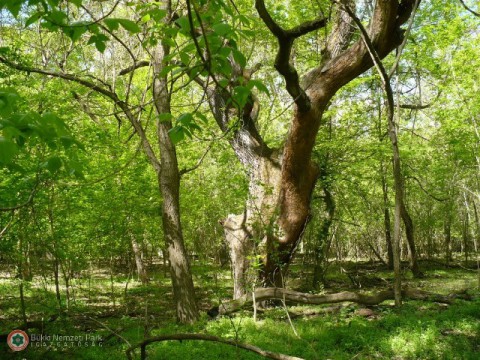 keményfás ligeterdő